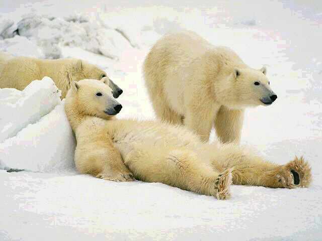 3-lazy-polar-bears.jpg